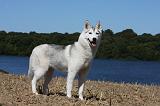 SIBERIAN HUSKY 541